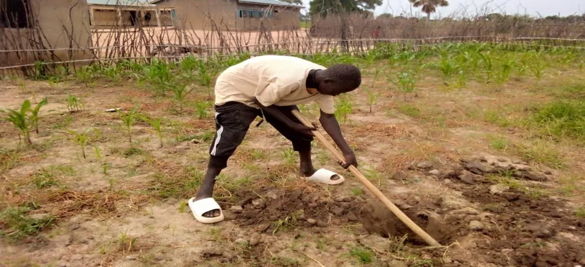 Planting holes prepared across a school compound ahead of seedling distribution.