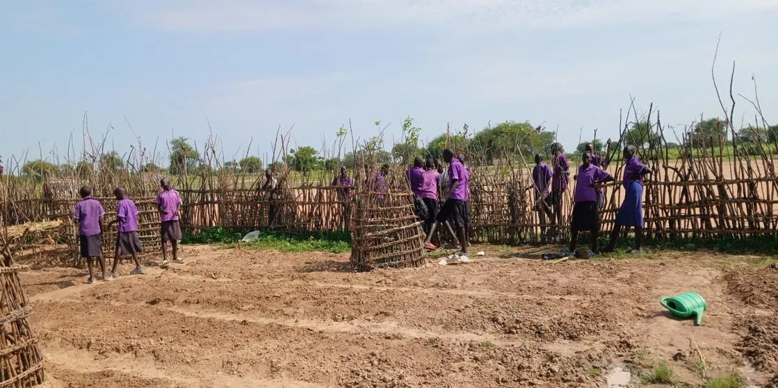 Protective fence sections shield newly planted trees from livestock damage.