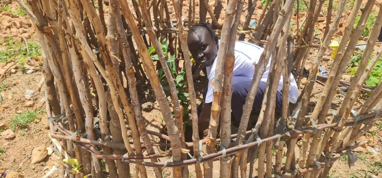 A handmade tree guard built from local poles and bound for durability.